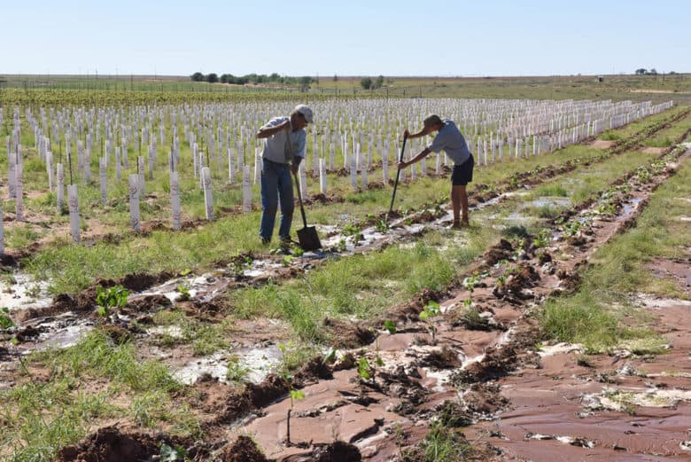 Planting Albarino - row watering