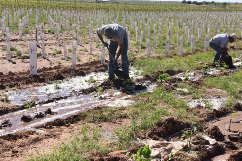Planting Albarino - row watering