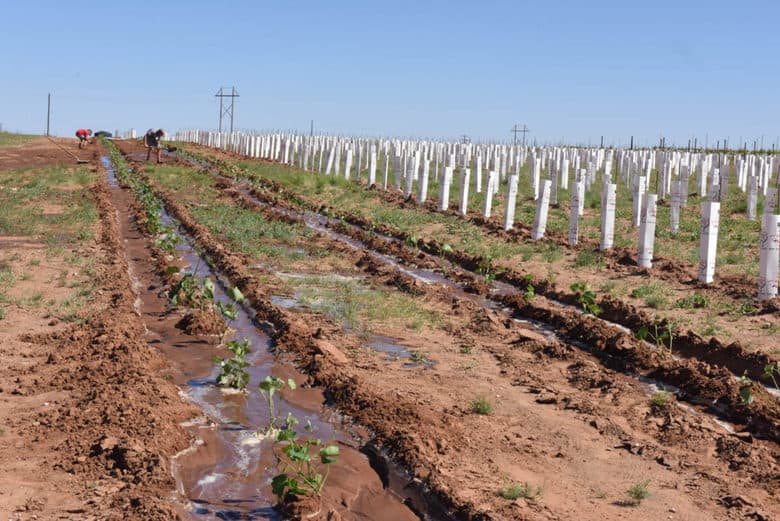 Planting Albarino - row watering