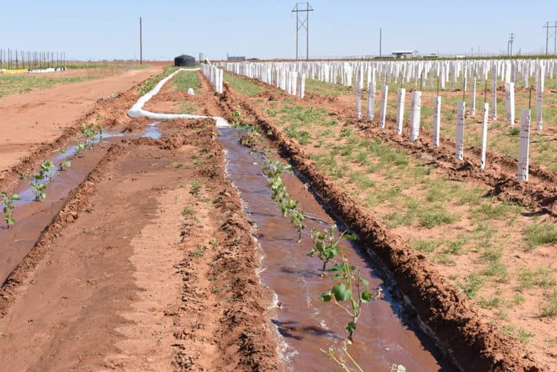 Planting Albarino - row watering