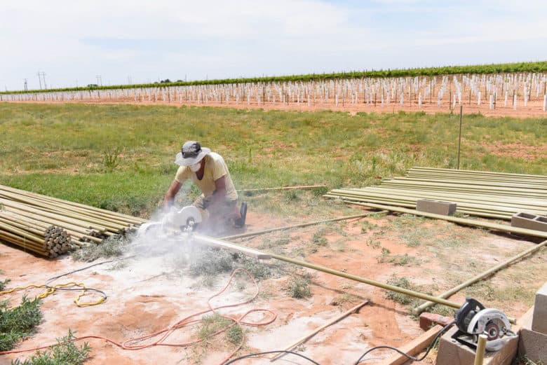 Trellising Grapevines - Albarino Vines - cutting vsp posts