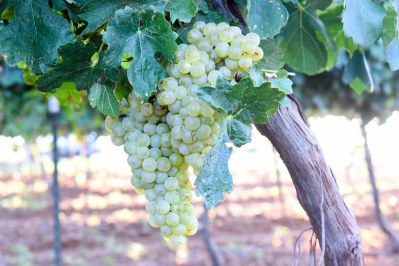 2017 Roussanne Grape Harvest