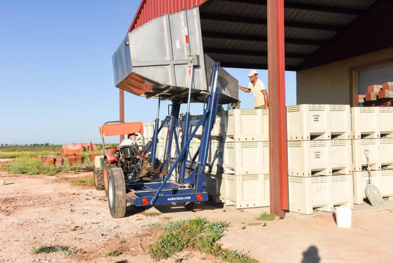 2017 Roussanne Grape Harvest