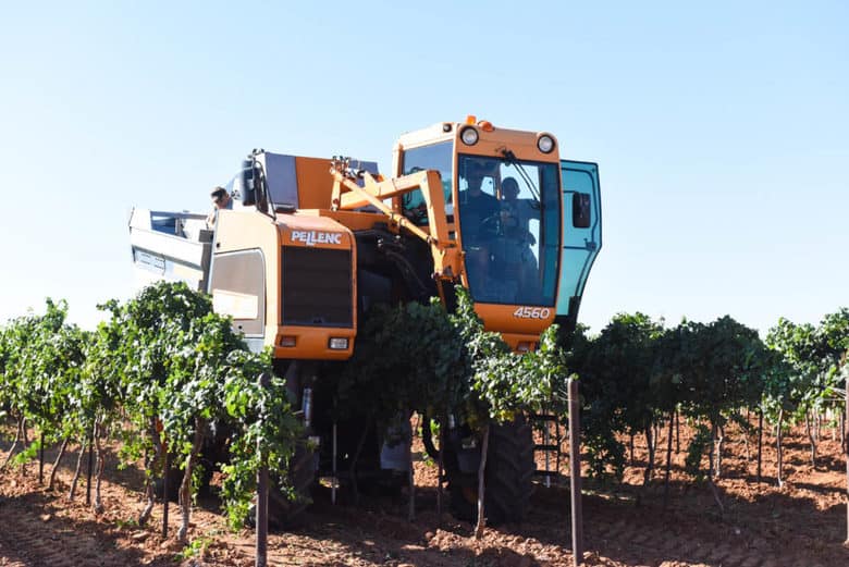 2017 Roussanne Grape Harvest