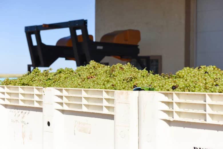 2017 Roussanne Grape Harvest