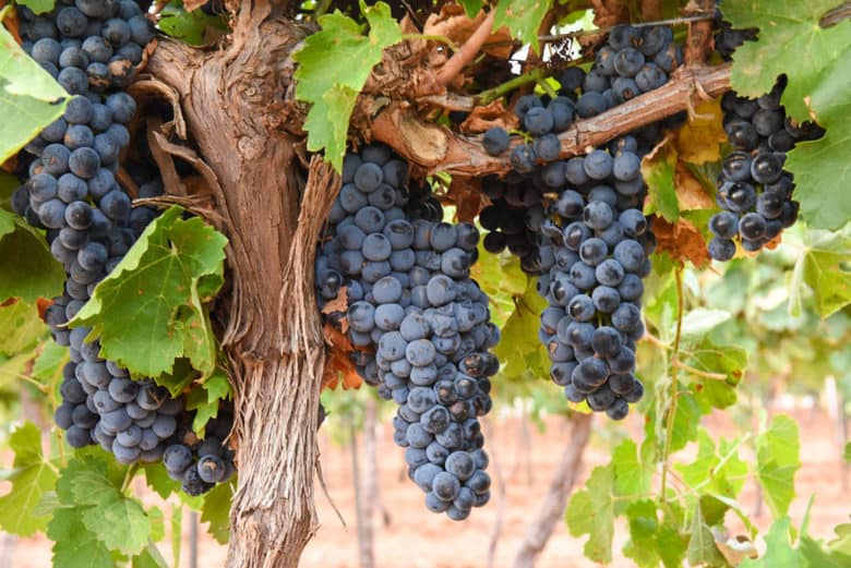 Montepulciano Grape Harvest - grapes