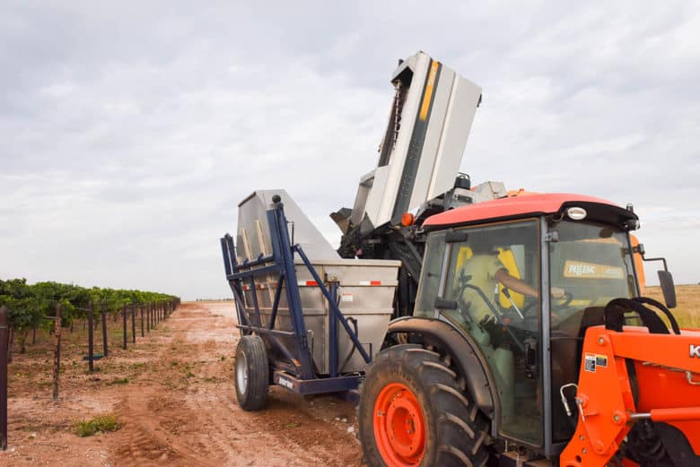 Montepulciano Grape Harvest - dumping the Pellenc harvester