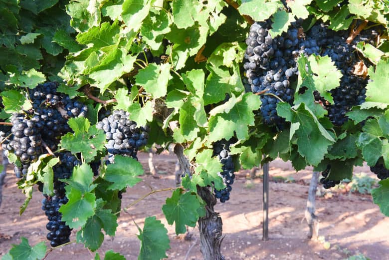 Aglianico Grape Harvest 2017 - Aglianico Grapes