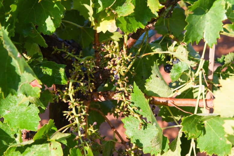 Aglianico Grape Harvest - Aglianico Grapevine after the Pellenc harvester