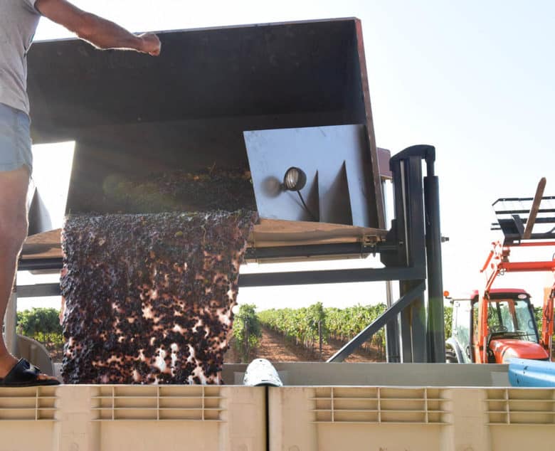 Montepulciano Grape Harvest - filling the bins