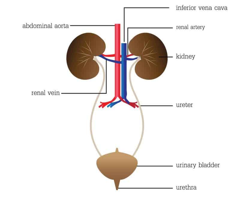 Passing Kidney Stones Naturally - urinary tract