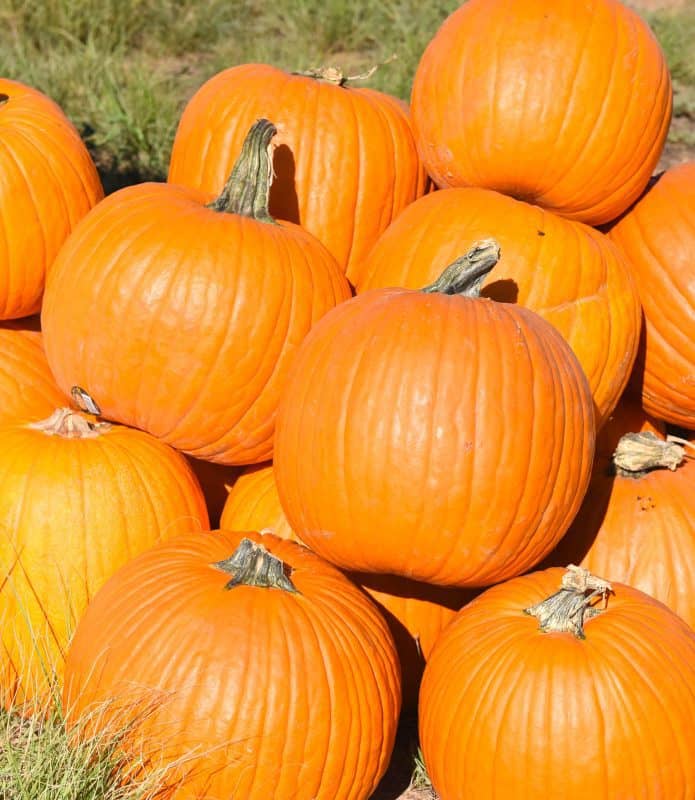 pumpkins stacked for How to Cook Pumpkin article