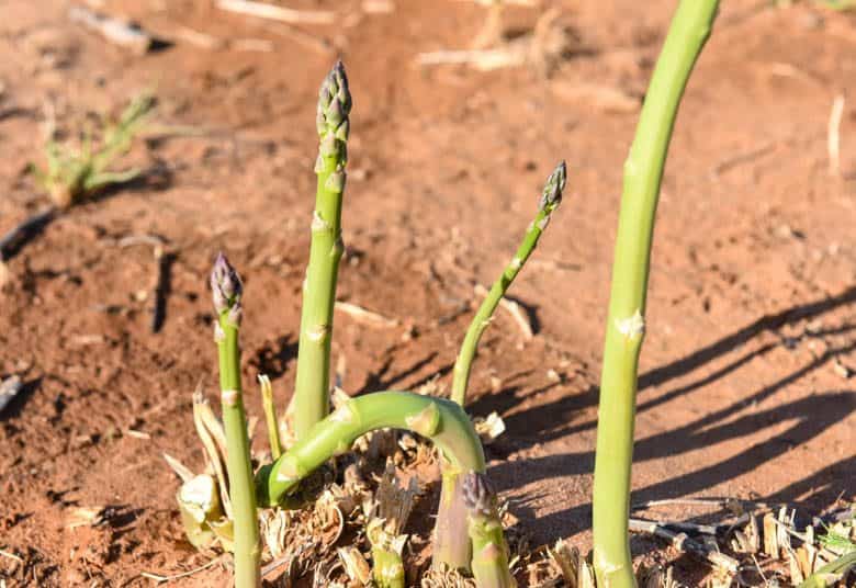 Health Benefits of Asparagus - green asparagus growing in garden