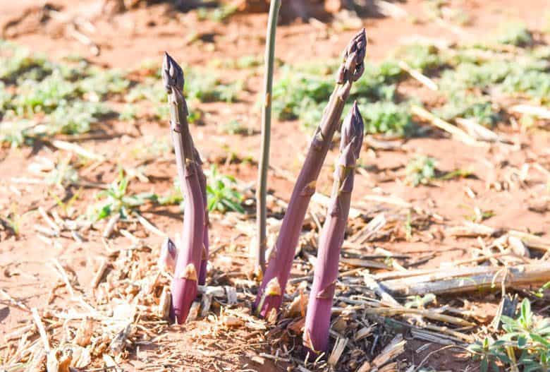 Health Benefits of Asparagus - purple asparagus shown growing in garden