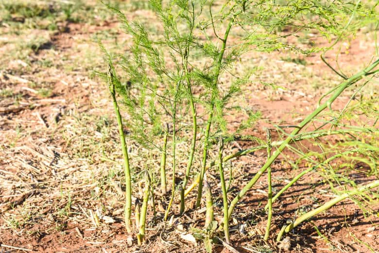 Health Benefits of Asparagus - green asparagus growing in the garden and getting bushy