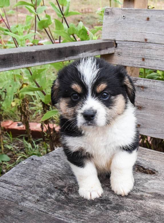 Corgipoo Puppy sitting on bench with paw raised.