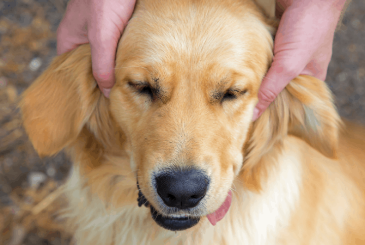 Natural Remedies for Dog UTI - Cultured Palate