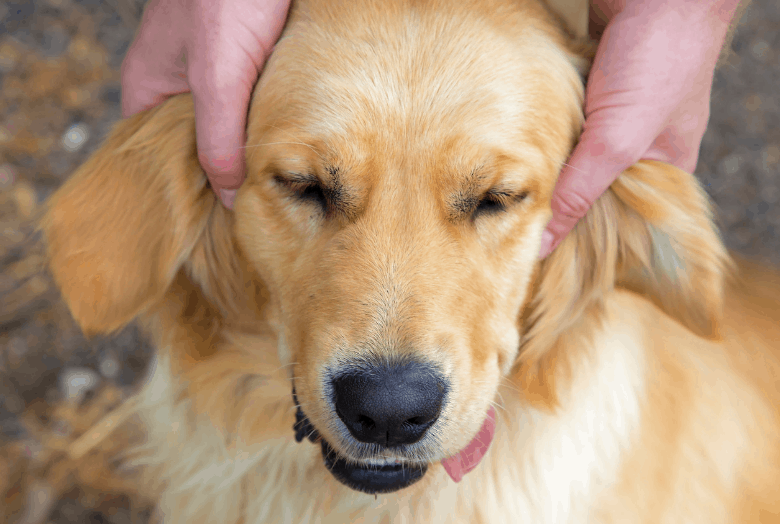 Dog with a UTI shown from the post Natural Remedies for Dog UTI