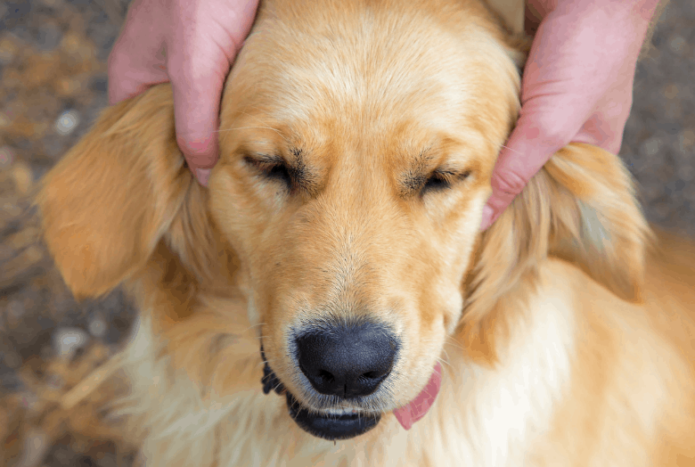 Natural cure for shop uti in dogs