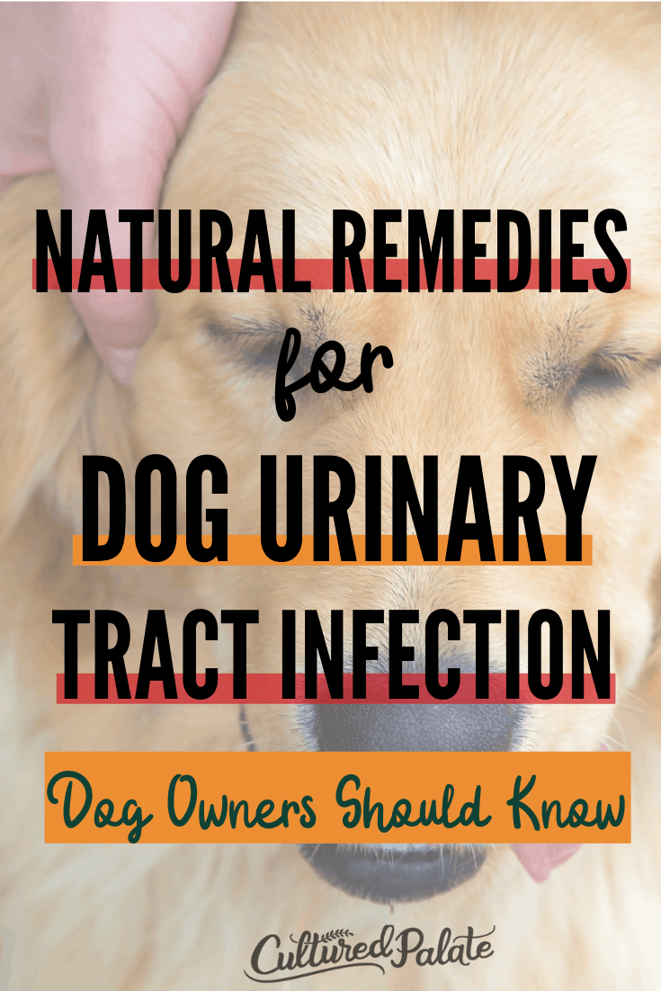 Golden retriever shown with text overlay: Natural Remedies for Dog UTI